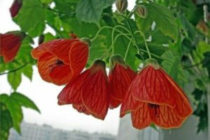 Ahorn Abutilon