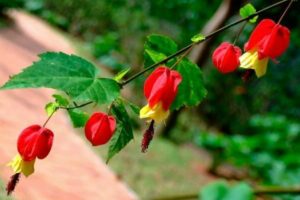 Abutilon-Foto