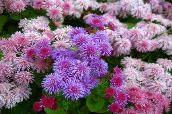 ageratum