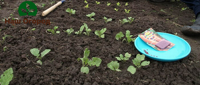 It is necessary to plant beet seeds at a sufficient distance from each other so that later the roots are not located too closely