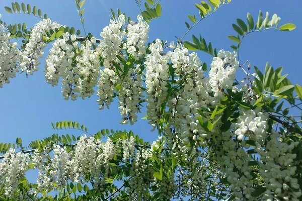 acacia cultivation