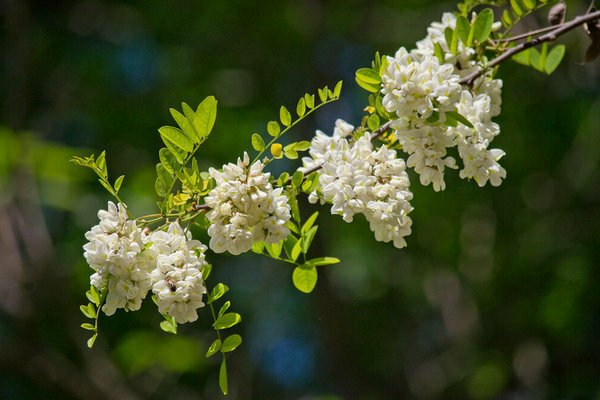 acacia cultivation