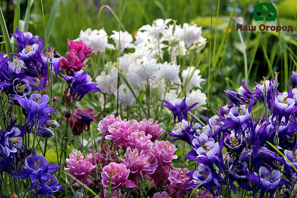 Upang mapalago ang isang buong hardin ng bulaklak na aquilegia, kailangan mong regular na siyasatin ang mga bulaklak para sa mga peste.