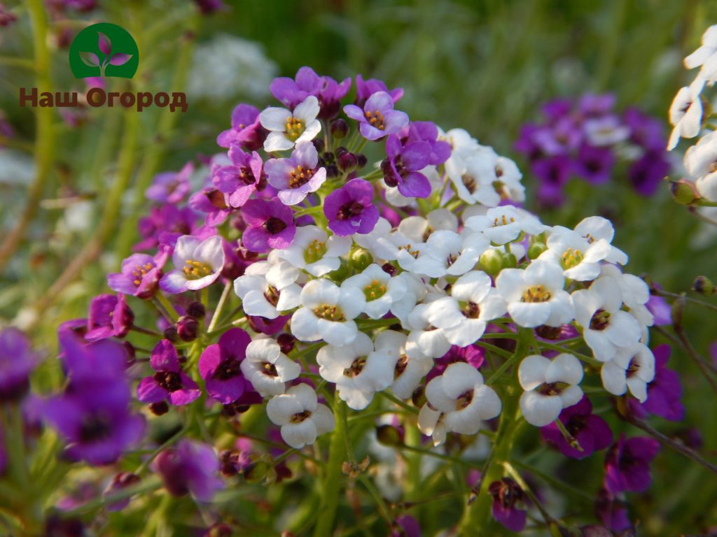 Bilang karagdagan sa kamangha-manghang pamumulaklak, ang alyssum ay hindi mapagpanggap at naglalabas ng isang masarap na matamis na aroma.