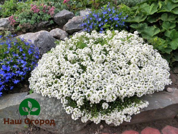 Alyssum est une excellente solution pour donner