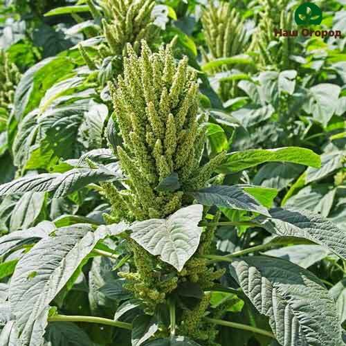 Amaranth variety Krepysh