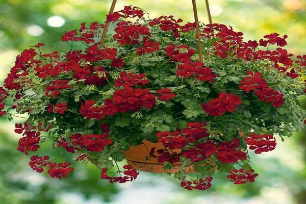 pelargonium ampelachtige teelt