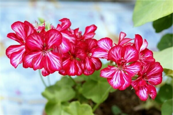 pelargonium ampelous péče
