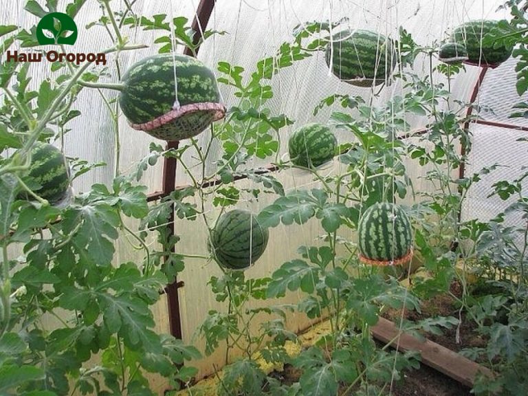 Ang perpektong pagpipilian para sa pagtali ng mga pakwan sa isang greenhouse ay upang itali ang mga ito sa hangin para sa kanilang pantay na paglaki.