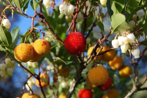 arbutus