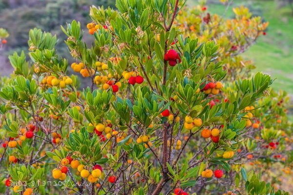 arbutus strawberry tree
