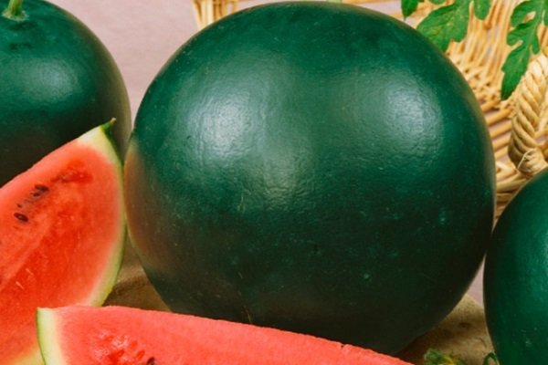 Sie können die Vielfalt der Wassermelone, die bei den Sommerbewohnern beliebt ist, Ogonyok an der einfarbigen Farbe der Schale unterscheiden