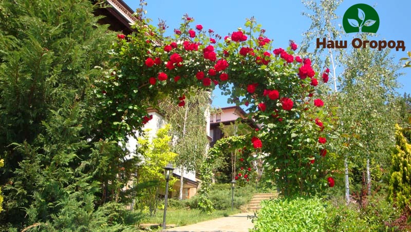 Ang mga bulaklak na arko ay isang mahusay na solusyon para sa pag-zoning ng iyong lugar sa hardin.