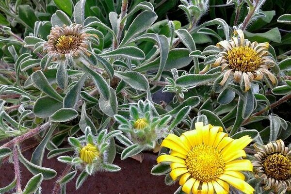 Asteriscus bord de mer