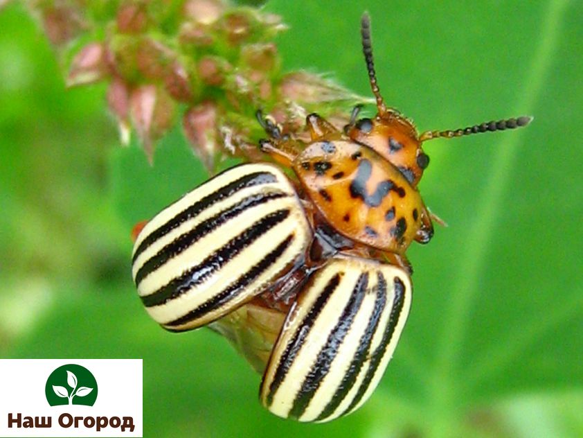 Ang Colorado potato beetle ay isang bangungot sa hardinero.