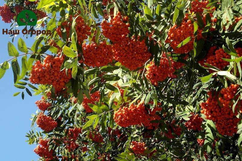 mountain ash species