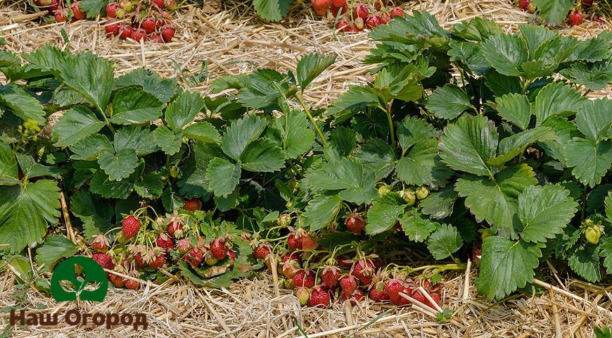 pag-aani ng strawberry