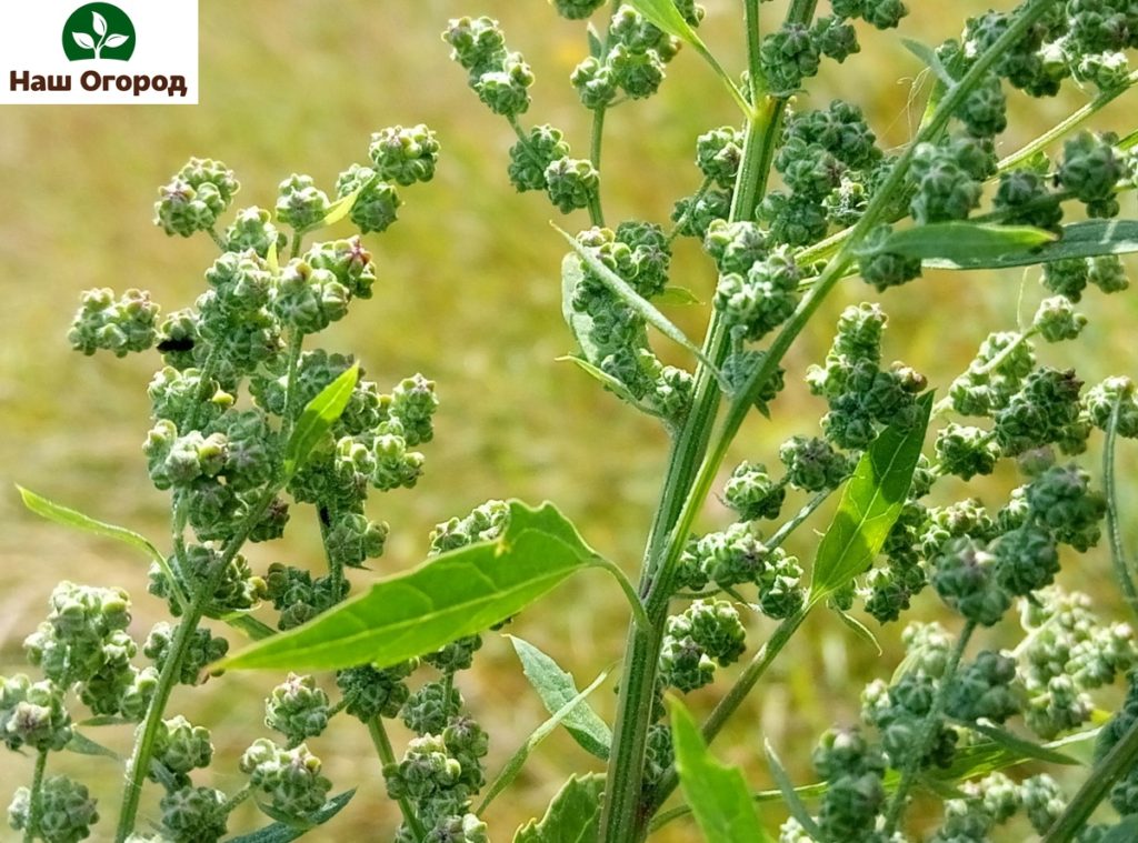 Ang Quinoa, sa kabila ng paggamit nito sa homeopathy, ay isang malakas na alerdyen.