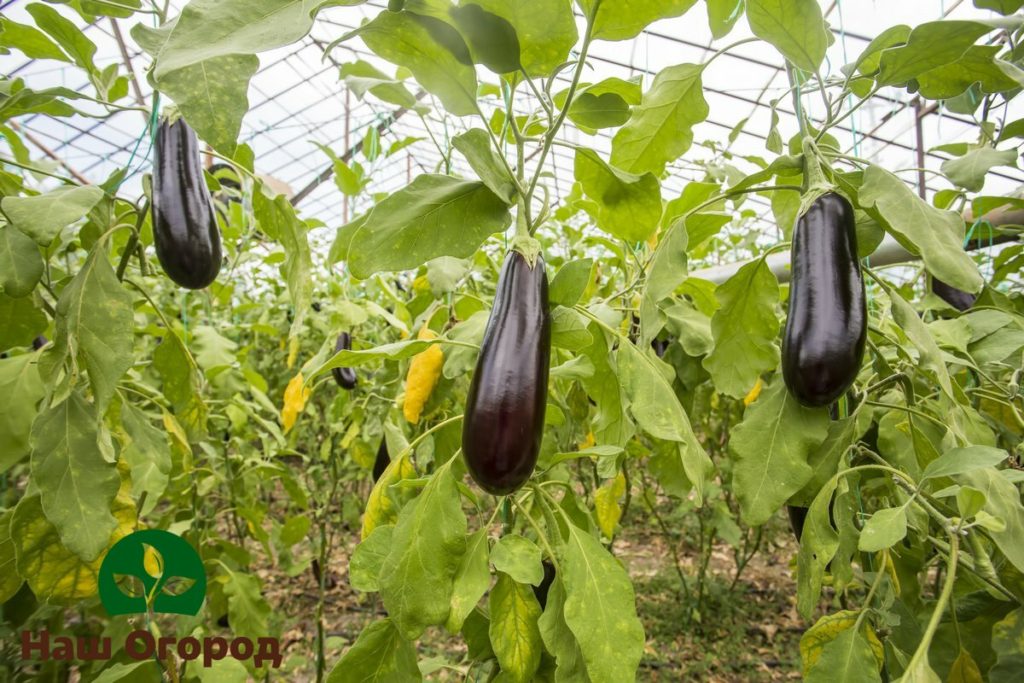 Dahil ang mga eggplants ay labis na mahilig sa init, maraming mga hardinero ang pinapayuhan na palaguin sila sa mga greenhouse at greenhouse.