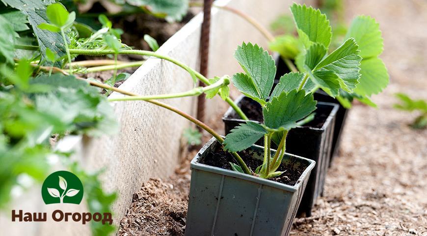 Propagation of strawberries with a mustache