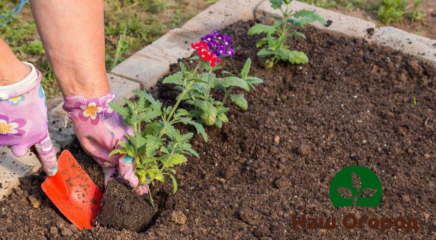 Planting Verbena in open ground