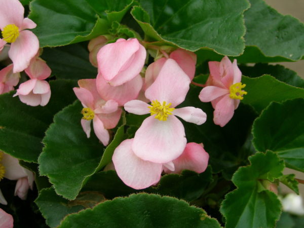 begonia