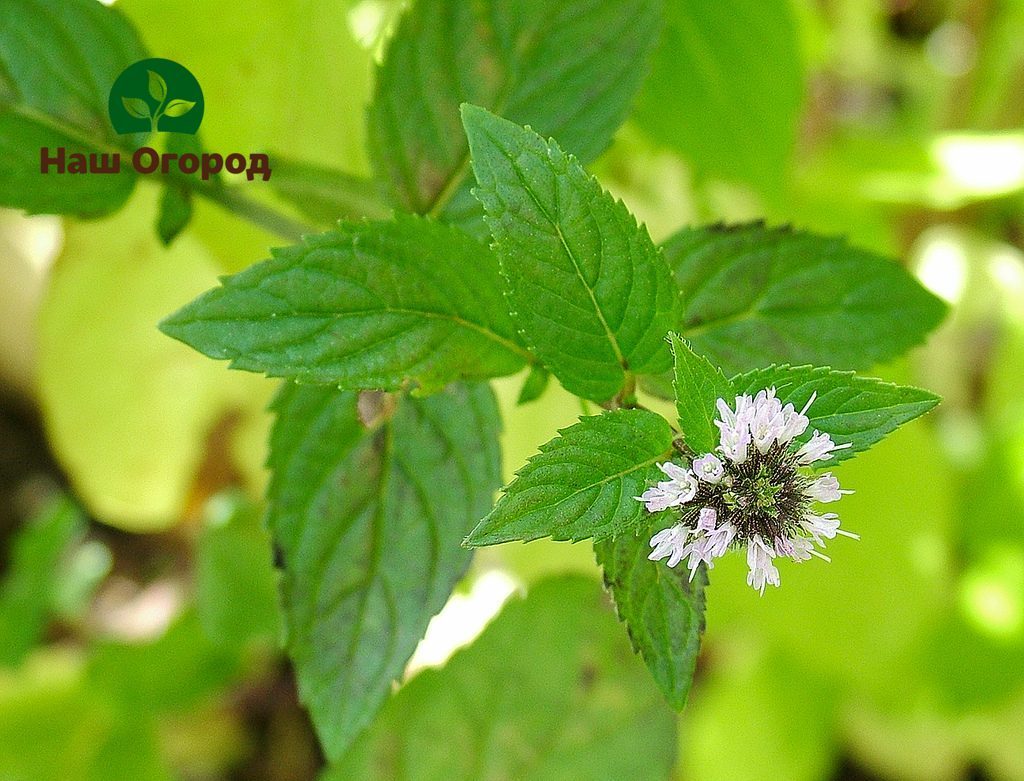 La menthe est utilisée sous forme de plante médicinale et d'huile essentielle.