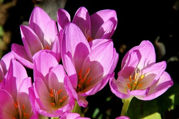 colchicum