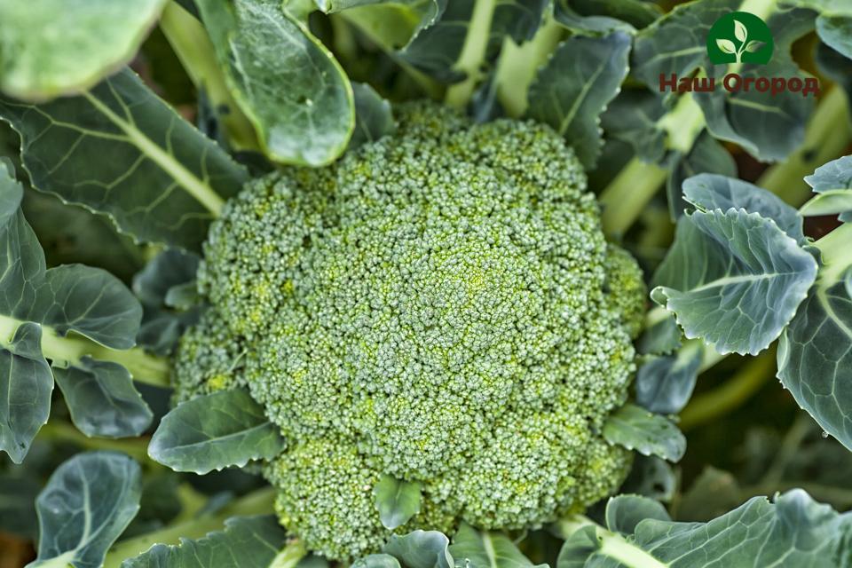 broccoli sa hardin