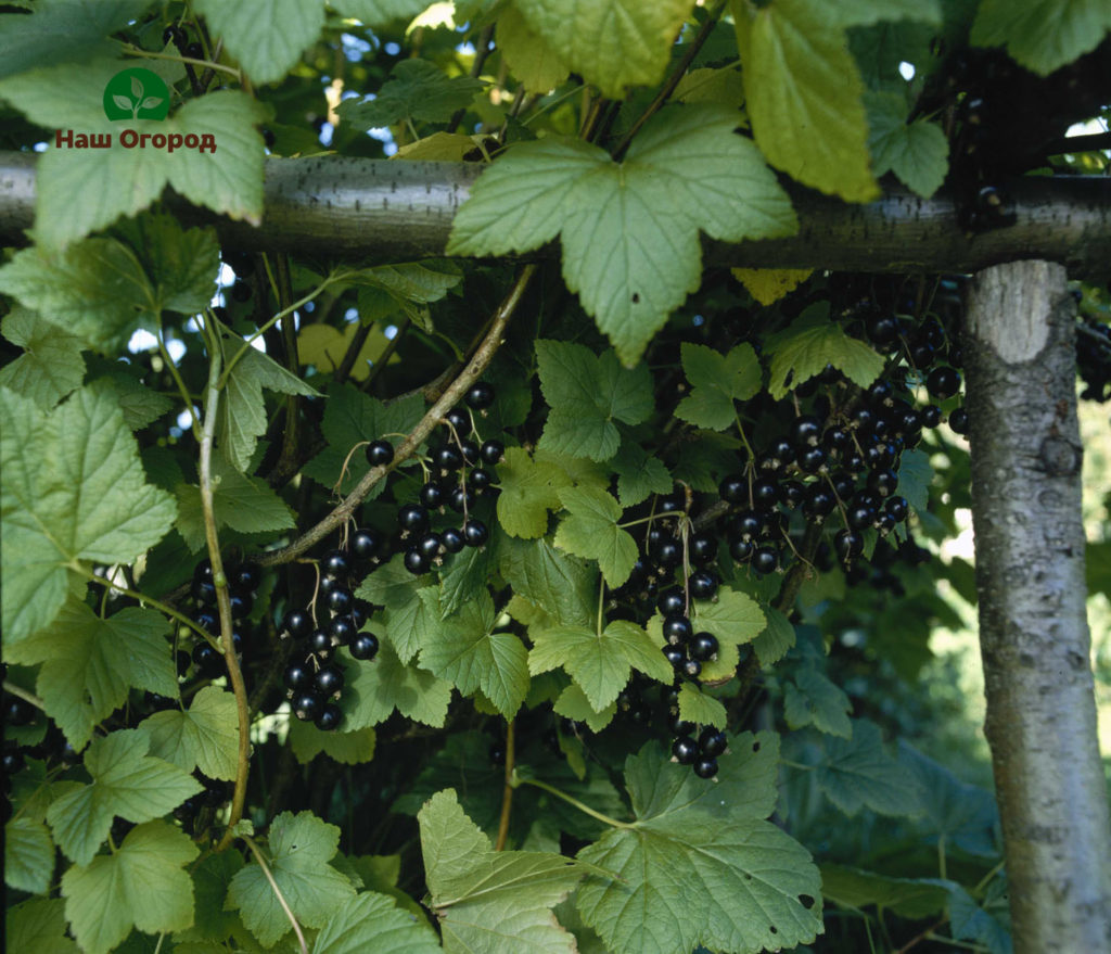 currant transplant