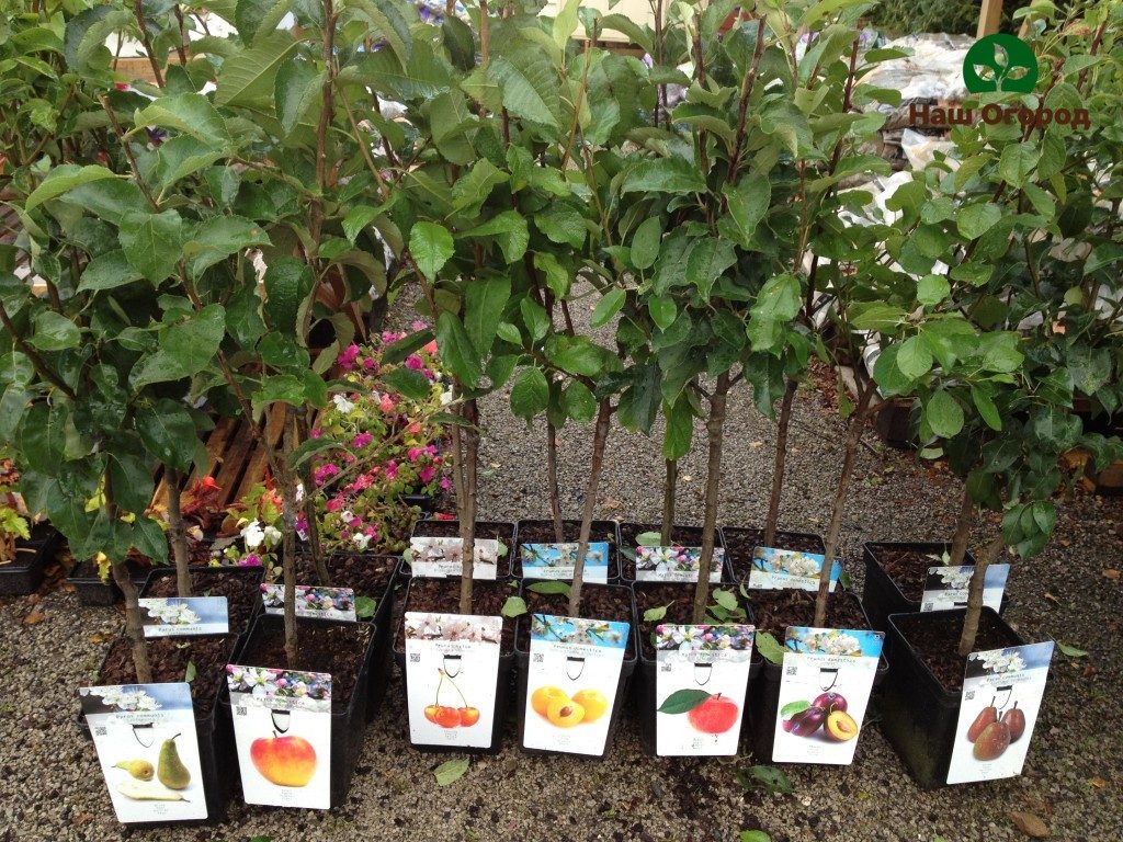 planting seedlings