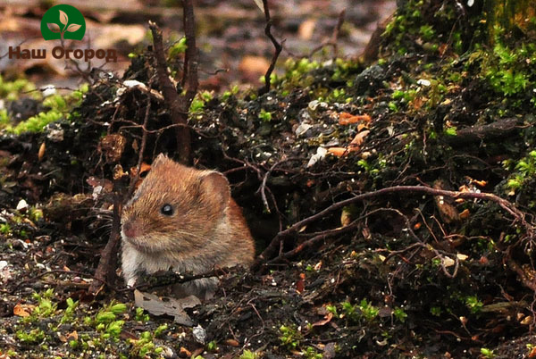 Vole mampu melalui sistem akar yang paling indah dari tanaman yang ditanam di kebun.