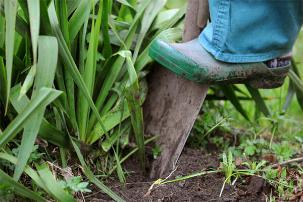 weed control