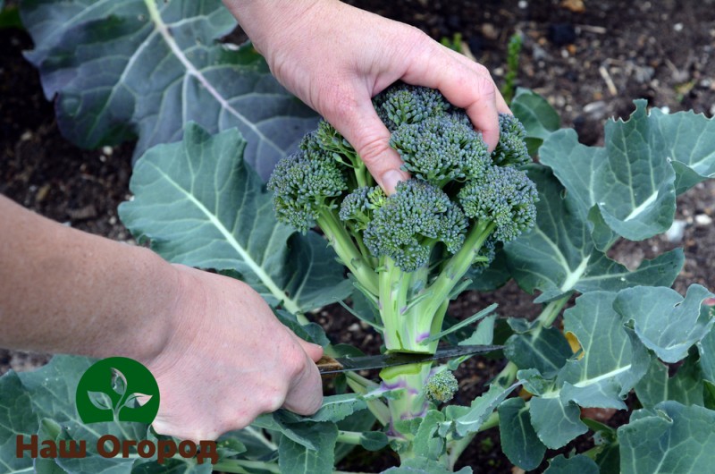 Ang lumaki na broccoli ay hindi dapat i-cut masyadong malapit sa lupa, higit na mas mababa ang nakuha ng mga ugat.