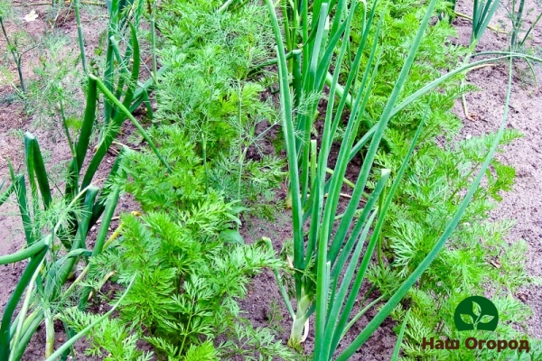 crop rotation