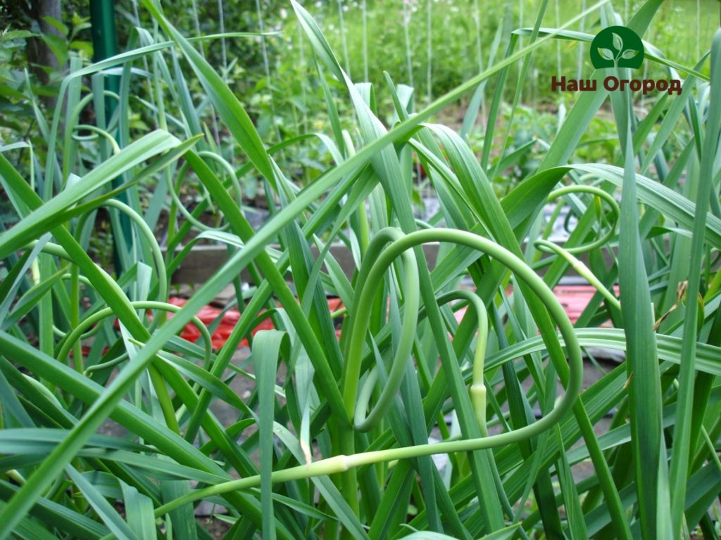 bawang putih di kebun