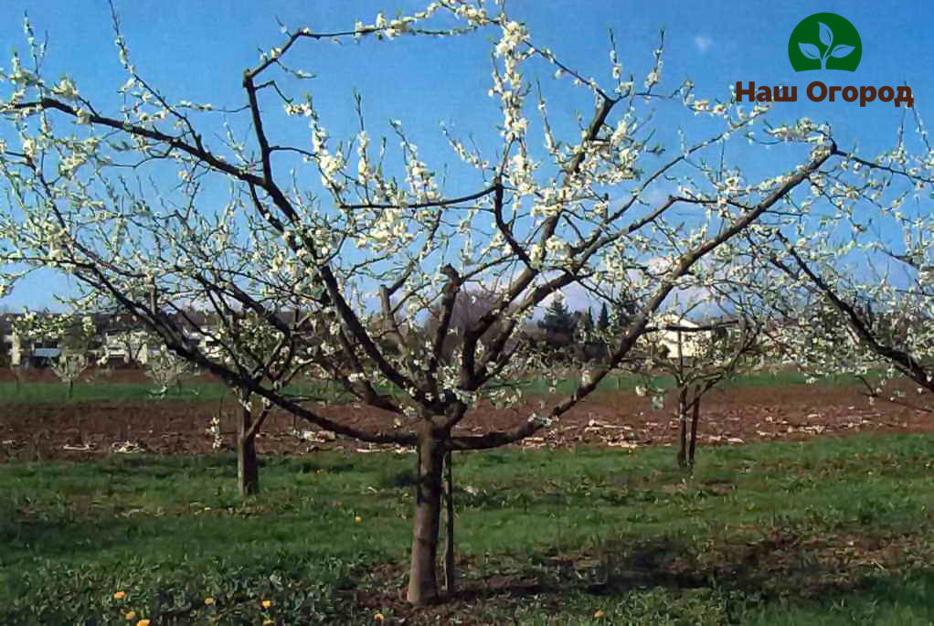 Apple tree crown formation