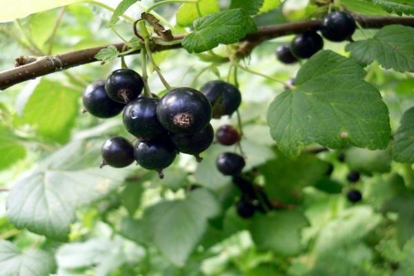 Growing currants