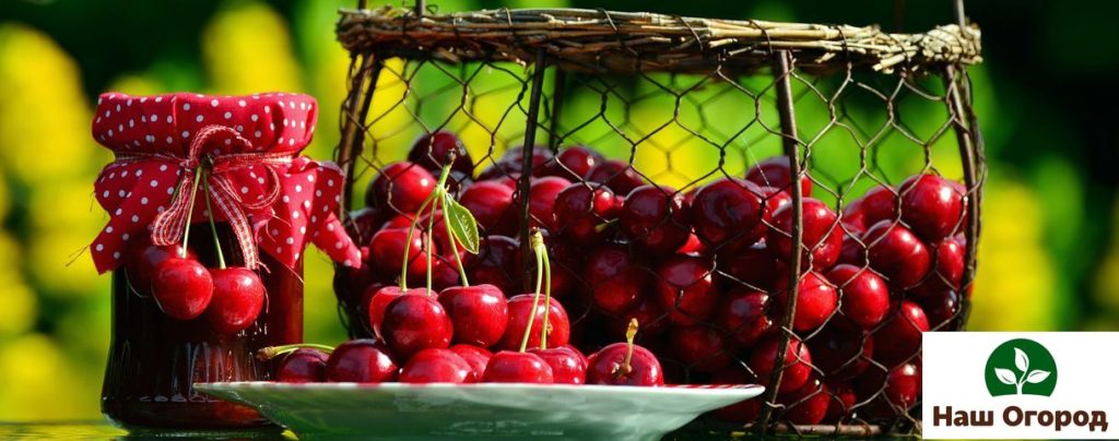 cherry yield