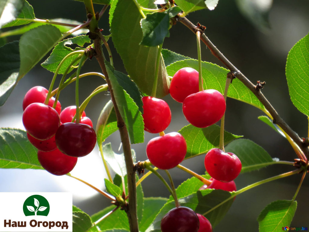 cherry yield