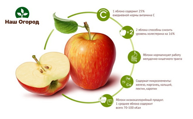 Äpfel enthalten eine große Menge an nützlichen Vitaminen und Mineralstoffen