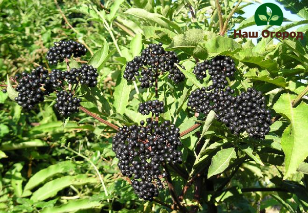 Holunder im Garten schützt die Stachelbeeren und Johannisbeeren vor dem Angriff von Raupen.