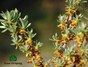 Blooming sea buckthorn