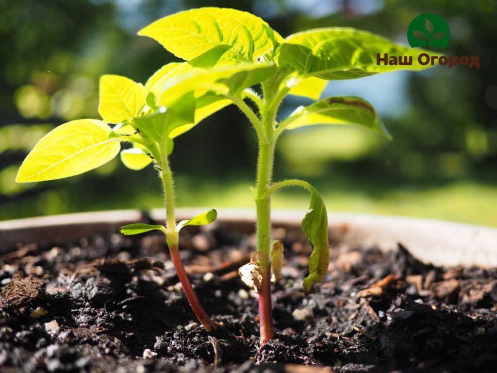 Sunflower seedlings in the open field