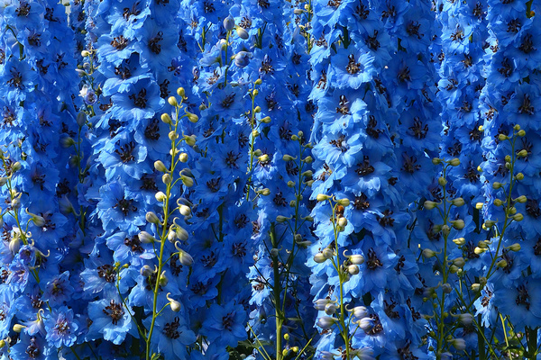 delphinium