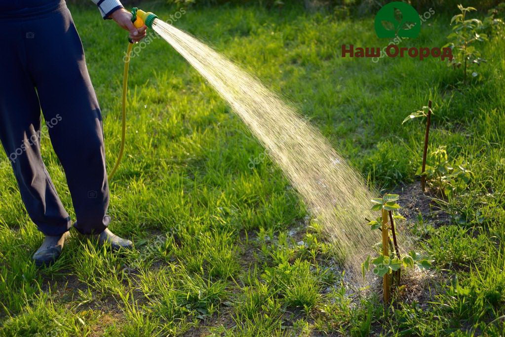 Blackberry seedlings require abundant watering