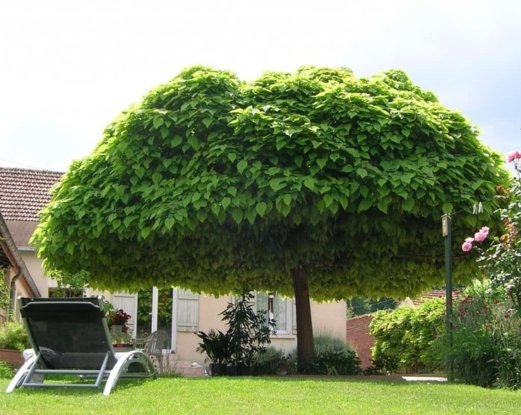 catalpa tree