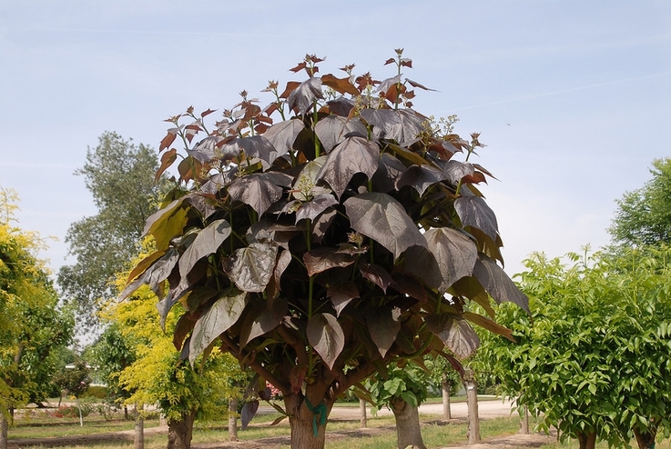 pogled stabla catalpa na Purpurea