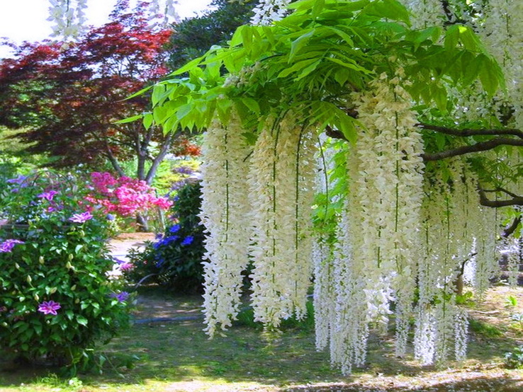 catalpa tree flowering