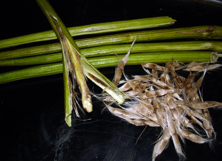 catalpa tree seeds